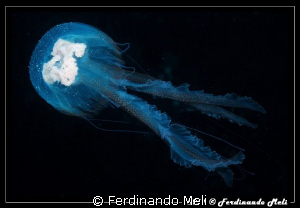 Jellyfish. by Ferdinando Meli 